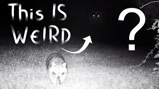 Strange EYES at NIGHT: What is It? Caught on Camera!