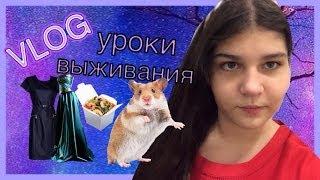 VLOG: Магазины / Хомяки / Уроки выживания от Лены Македонской