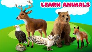 Animals for Kids Learn Animals