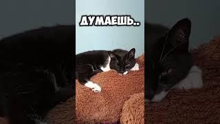 бывало такое?#мурка#котик#юмор#шортс#2025 .