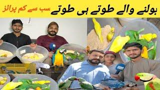 Bolny Waly tooty Ky bachy| Wo b itni Kam price mai | Birds Pr Big discount #ranapets #lovebird