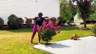 BEAUTIFUL DWARF PURPLE MAGIC CRAPE MYRTLE / EASY SOUTHERN GARDENS