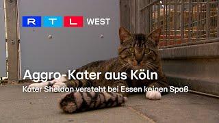 Aggro-Kater aus Köln: Kater Sheldon versteht bei Essen keinen Spaß | RTL WEST, 22.07.2024