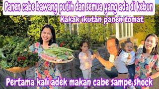 PANEN CABE BAWANG PUTIH DAN SEMUA YANG ADA DI KEBUN || PERTAMA KALI ADEK MAKAN CABE SAMPE SHOCK