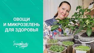 Микрозелень и выращивание овощей зимой в квартире.