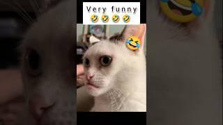 very funny animals #shorts #viral #animals @FunAnimalsTV-321