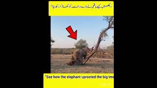 "See how the elephant uprooted the big tree!"