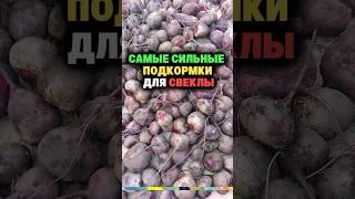 Самые сильные подкормки для свеклы #дача #огород #сад #удобрение #урожай #свекла