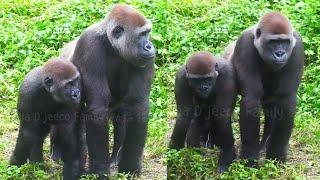 Jabali Keeps Following Mom, Sensing That Something Is About to Happen!呷百二一直跟著媽媽，感覺好像要發生什麼事！