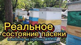 Реальное состояние пасеки и медосбор на середину ИЮНЯ