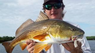 Chasing Gold in Mosquito Lagoon