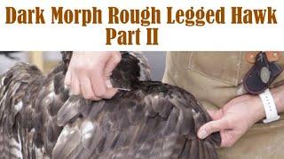 Rough legged Hawk Part 2.... posing and grooming