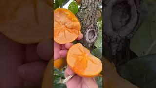 Juicy Nature Fruits || Shiv Sewak