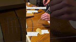 Geometry Affects Biology (Biogeometry shape design testing)