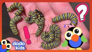 What Are These Teeny Creatures Going To Turn Into? | Dodo Kids | Animal Videos