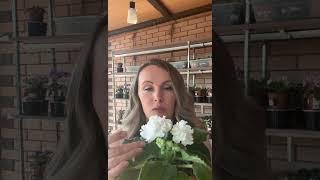 https://www.instagram.com/fialka_floret?igsh=MWZpNW4zYjJuYnozZw== #цветы#flowers#фиалки#сенполия