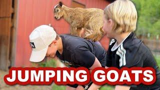 Goat Jumping!