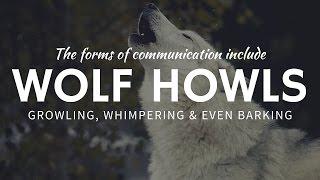 Why Wolves Howl and Use Other Unusual Forms of Communication?