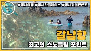 스노클링하기에 딱 좋은 곳! 갈남항! 장호항보다 더 좋아요!