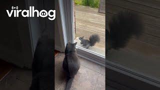 Cat Has A Squirrel Friend || ViralHog