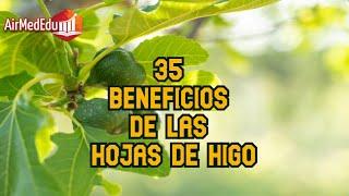 35 Beneficios de las Hojas de Higo