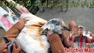 full time chiri Mari ho rahi hai dharmpura pigeon club #pigeon #lahorepakistan