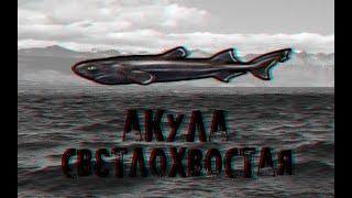 Русская Рыбалка 3 Камчатка. Королевская коллекция. Акула светлохвостая.