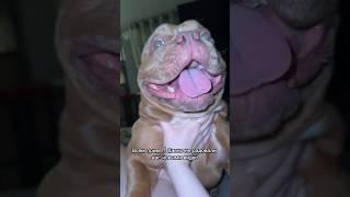 У Персика все хорошо! #американскийбулли #собака #буллищенки #americanbully #реки #буллиэкзот #love