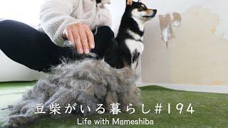 この度、ダウンを脱ぎ捨てました。【豆柴暮らし】