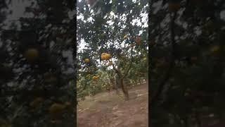 Thăm Mô Hình Trồng Bưởi Diễn , Cam Canh Cực Sai Quả,  Bán Giống Cây Bưởi Diễn Chuẩn Phú Diễn