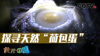 天然洞穴中惊现外焦里嫩“荷包蛋”！一条鳞甲分明、栩栩如生的“石龙”又是如何形成的？20230319 探寻洞穴奇物2 |《地理·中国》CCTV科教