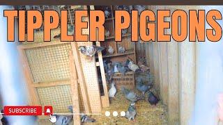 Buying New Tippler Pigeons - PIGNUT LOFT ️