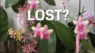 Sudden Decay of my Phalaenopsis  Liodoro • Sweet Memory