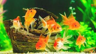 Popular and unpretentious aquarium fish for beginner aquarists! simple aquarium fish