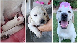 My Little Runt Puppy Grew Up | Day 1- Day 500 Compilation!
