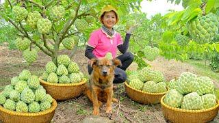 Harvesting Custard Apples Goes To Market Sell - Cooking, Farm, Garden, Daily Life | Tieu Lien