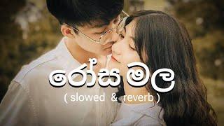 රෝස මල ( slowed & reverb) feel the music |  rosa mala slowed and reverb.