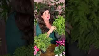 How Not to Kill a Norfolk Island Pine // Holiday Houseplant Care