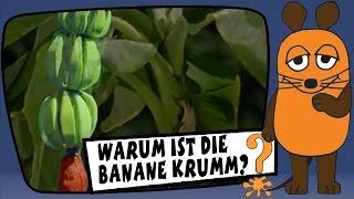 Warum ist die Banane krumm? - Sachgeschichten mit Armin Maiwald