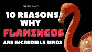 10 Reasons Why Flamingos are Incredible Birds | DPFunFacts #flamingo #birds