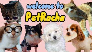 A Guide to PetRacha (Kkami, Berry, Bbama, Soonie, Doongie, Dori)