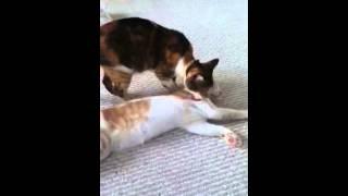 Cat cleans baby cat