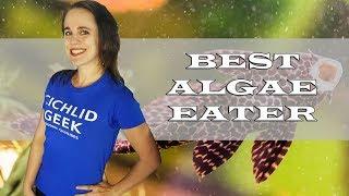 The Best Algae Eater for the African Cichlid Aquarium