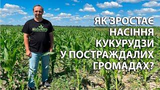 Як зростає кукурудза у постраждалих громадах?