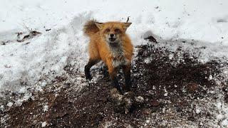 Trapping Fox In The Snow #How To #Coyotes #RedFox #Duke Traps