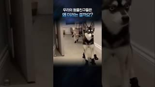 우리의 동물친구들은 왜 이러는 걸까요?  | 재미 보장 100%