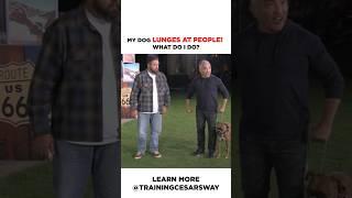 How to stop a dog from lunging at people! #dog #dogtraining #cesarmillan