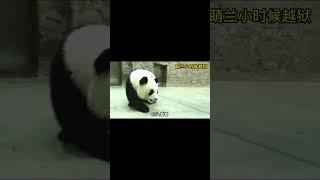 萌兰的儿时影象，就连黑历史都是高清的 #熊猫生活 #panda #大橙子数据 #搞笑 #大熊猫 #animals #cute
