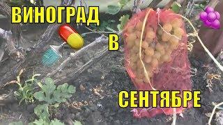 Виноград в сентябре. Вызревание лозы.