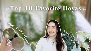 My Top 10 Favorite Hoya Plants in My Collection! 